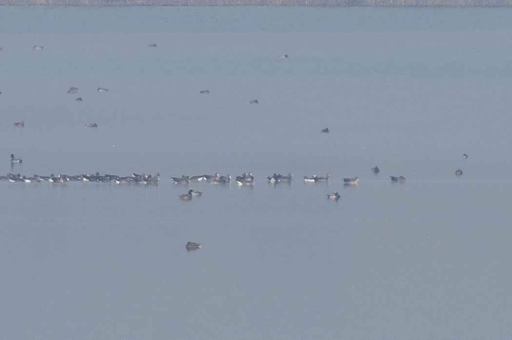 Barnacle Goose